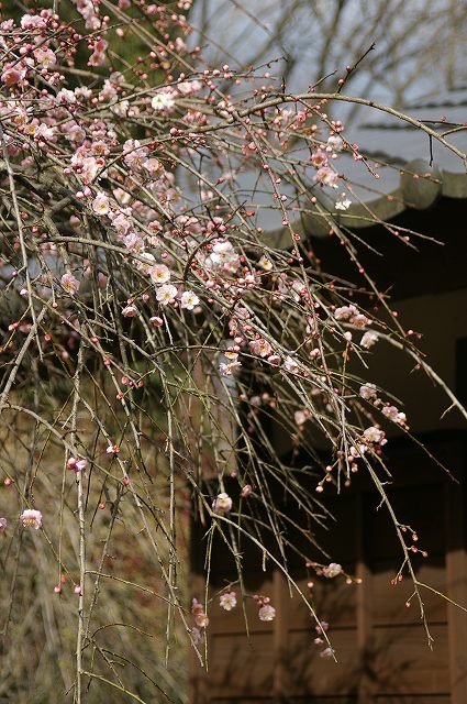 e0070891_1851173.jpg