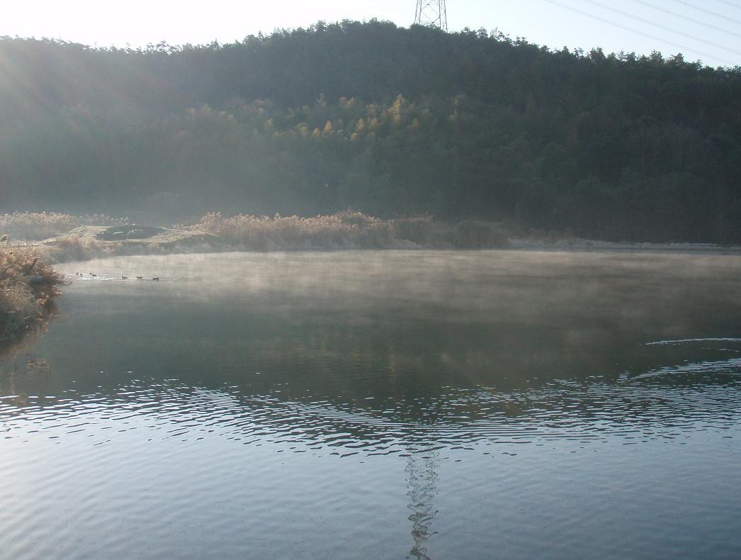 朝靄に遊ぶ鴨　　　朝靄のぬれる水面に鴨の息_d0051106_2226674.jpg