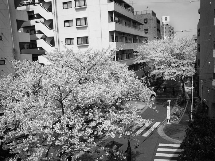 桜切る馬鹿、梅切らぬ馬鹿_c0123210_23512961.jpg