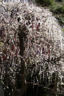 常立寺の梅と龍口寺の桜_e0021121_0304663.jpg