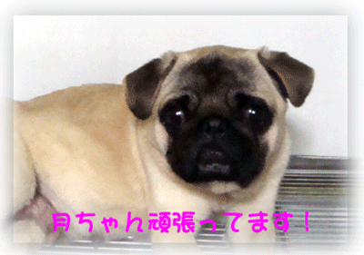 b0078030_22281437.gif