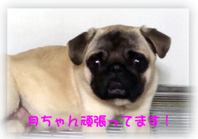 只今、お産中＆〇〇の子犬です♪_b0078030_22281437.gif