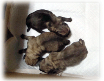 b0078030_2232503.gif