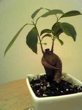 リスムの植物たち_d0143138_22554873.jpg
