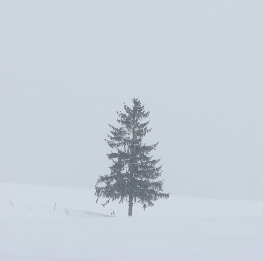 いっぽんの木のある風景14_f0152939_3213266.jpg