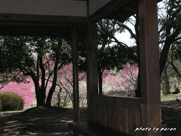 山田池公園の梅林がほぼ満開になってきました。_c0137342_20563978.jpg