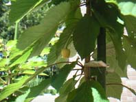 e0143145_16223421.jpg