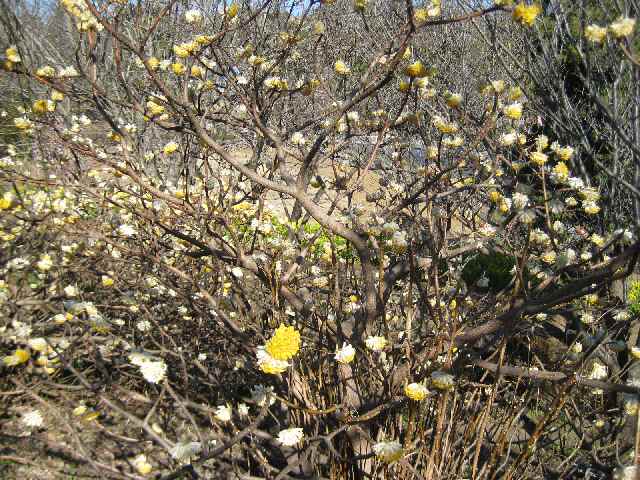 【早咲きの「玉縄桜」・咲き始め】_b0009849_18114653.jpg