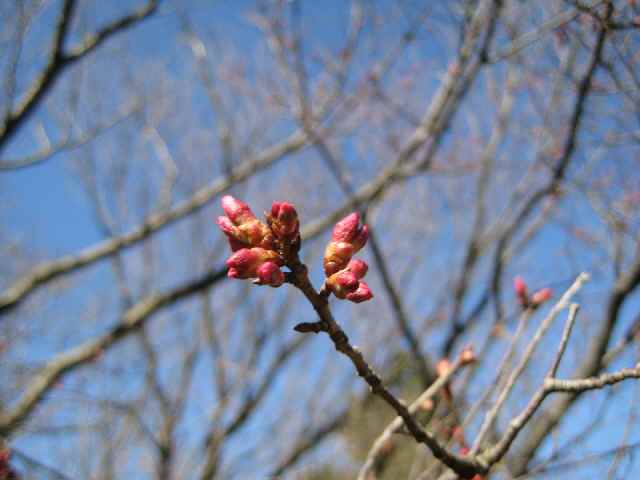 【早咲きの「玉縄桜」・咲き始め】_b0009849_1895567.jpg