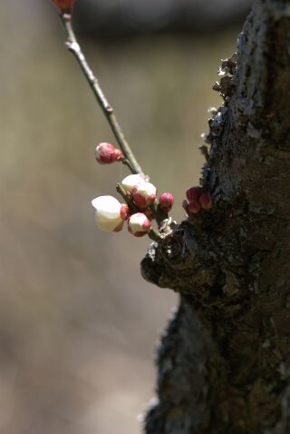 桜はまだか・・・_f0089349_20252557.jpg