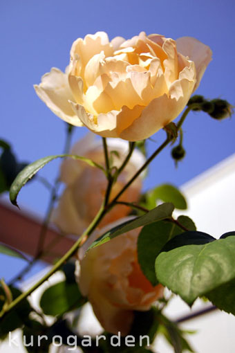 e0119151_19273399.jpg