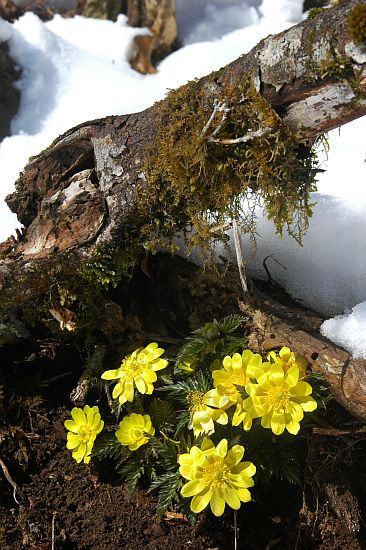 仰烏帽子山に雪割り福寿草を見に行こう♪　～①福寿草に出逢う編～_e0013365_7555561.jpg