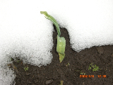 畑の雪融けが始まりました_c0151898_15402054.jpg