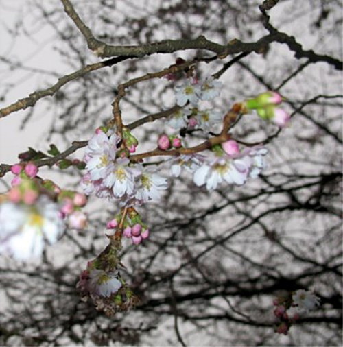 blossoms ::  bibbi forsman_f0089299_17533751.jpg