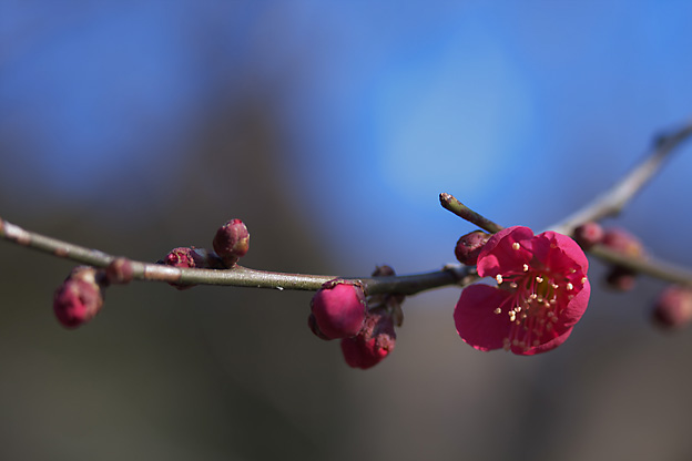 高麗神社の梅の花_b0010915_22363113.jpg