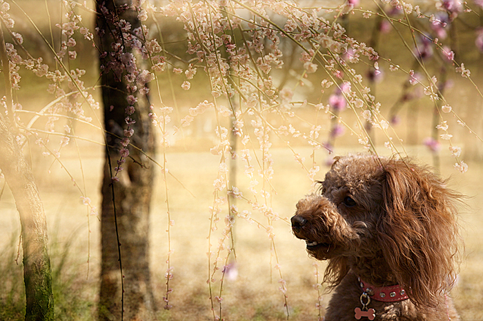 桜は～まだかいな～♪_f0014815_2124172.jpg