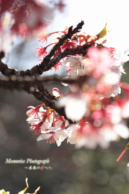 緋寒桜（ヒカンザクラ）　その2_c0089419_18582528.jpg