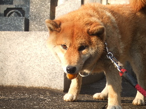 きょうの料理_a0054240_17595945.jpg