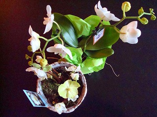 c0153740_511382.jpg