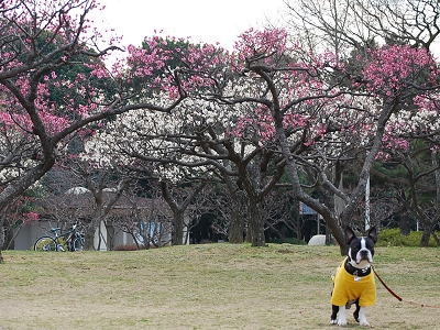 梅見　～服部緑地公園にて～_e0126046_2142583.jpg