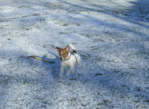 犬は喜び庭かけまわり〜♪_f0077150_18374265.jpg