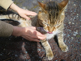 八丈島紀行　⑥　＜カシェート＞で昼食_c0118352_7451973.jpg