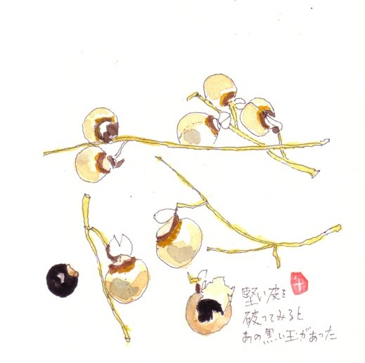 むくろじってこんな実だった\(^o^)/_e0074955_850748.jpg
