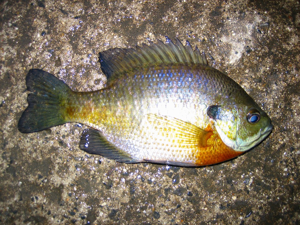 c0127358_2126220.jpg