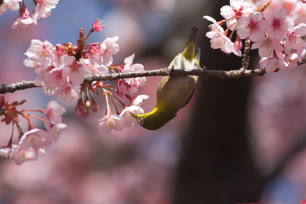 カンザクラ 寒桜 とメジロ 目白 身近な自然を撮る