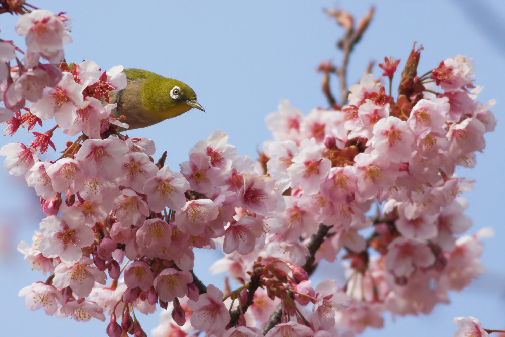 カンザクラ（寒桜）とメジロ（目白）_a0083081_16421945.jpg