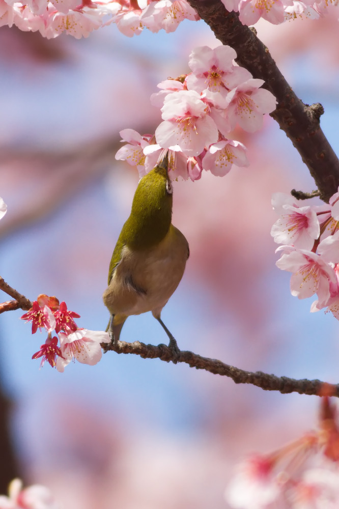 カンザクラ（寒桜）とメジロ（目白）_a0083081_1642301.jpg