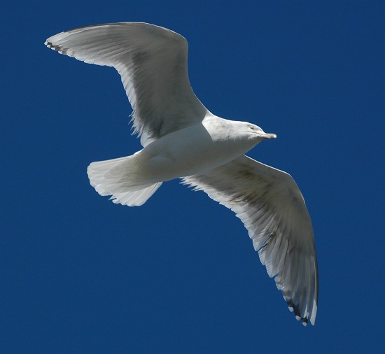 2008.3.6 銚子漁港の油汚染カモメ_a0044783_17303793.jpg