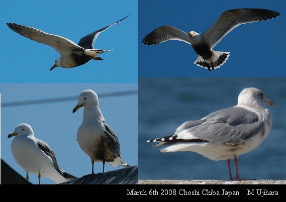 2008.3.6 銚子漁港の油汚染カモメ_a0044783_1730782.jpg