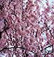 a0099285_1553770.jpg