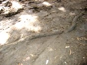 2008年のヤップデイ-ちょっと心配編_a0043520_2235427.jpg
