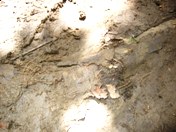 2008年のヤップデイ-ちょっと心配編_a0043520_223828.jpg