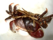 2008年のヤップデイ-食べ物編_a0043520_8322975.jpg