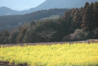 支えられて_b0093221_149069.jpg