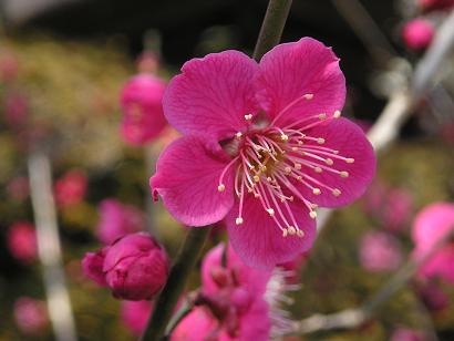 お花見は、梅の花から_d0043627_2133783.jpg