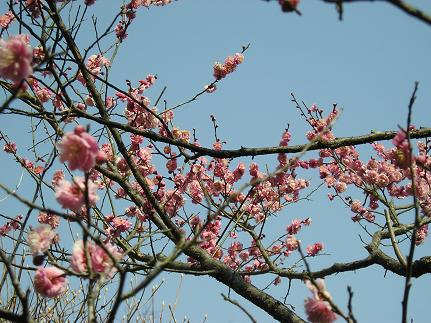 お花見は、梅の花から_d0043627_2152049.jpg