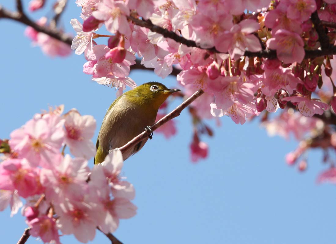 河津桜_e0108233_2224134.jpg