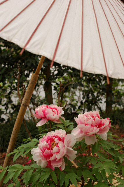 鶴岡八幡宮のぼたん園_d0121940_731575.jpg