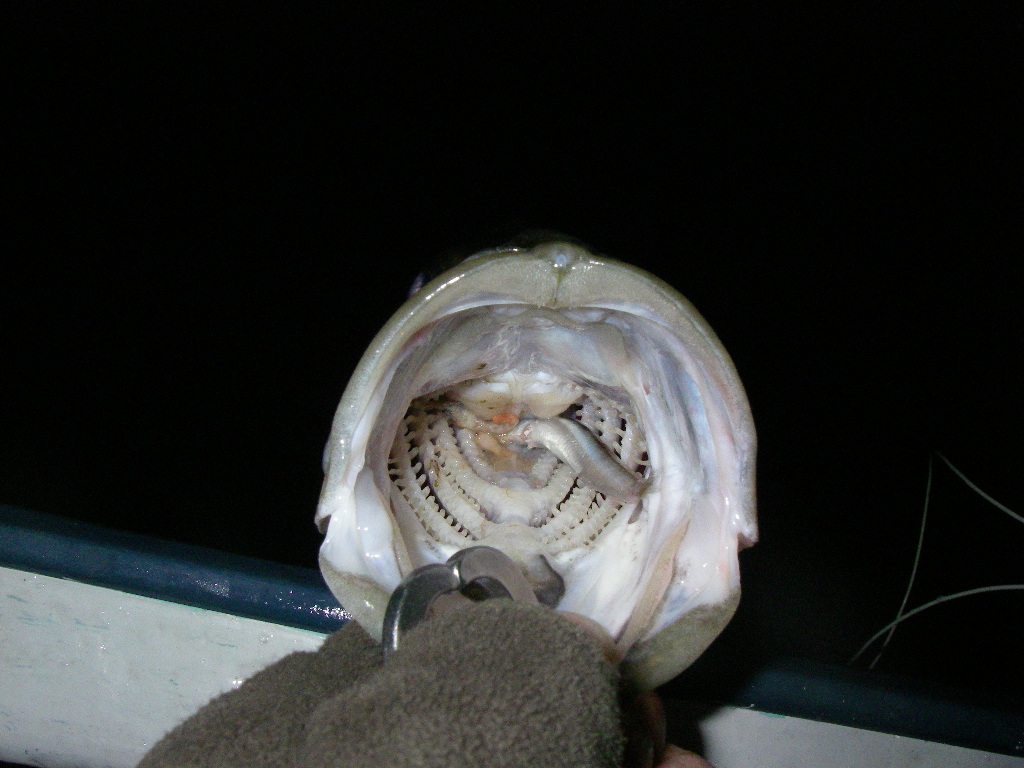 c0153951_16323633.jpg