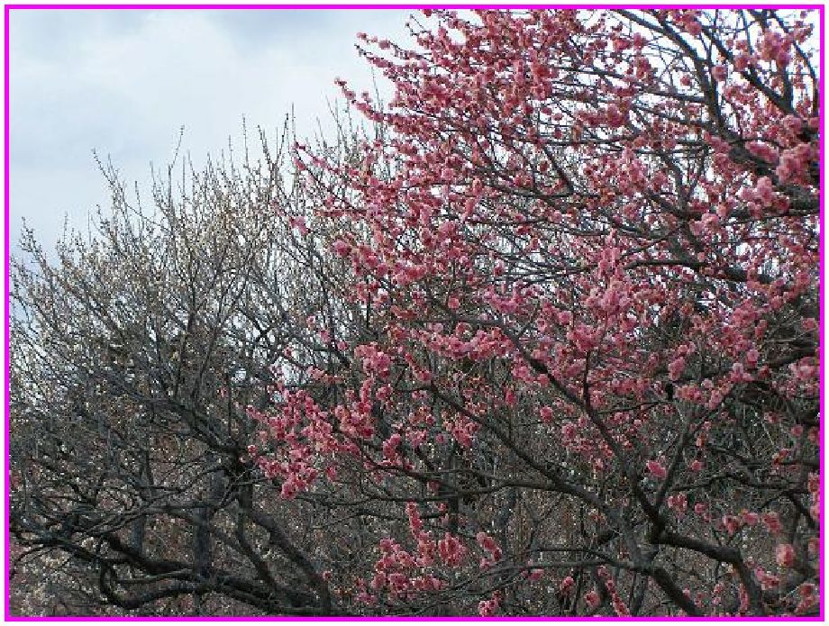 水戸観梅・河津桜_f0074956_1154286.jpg