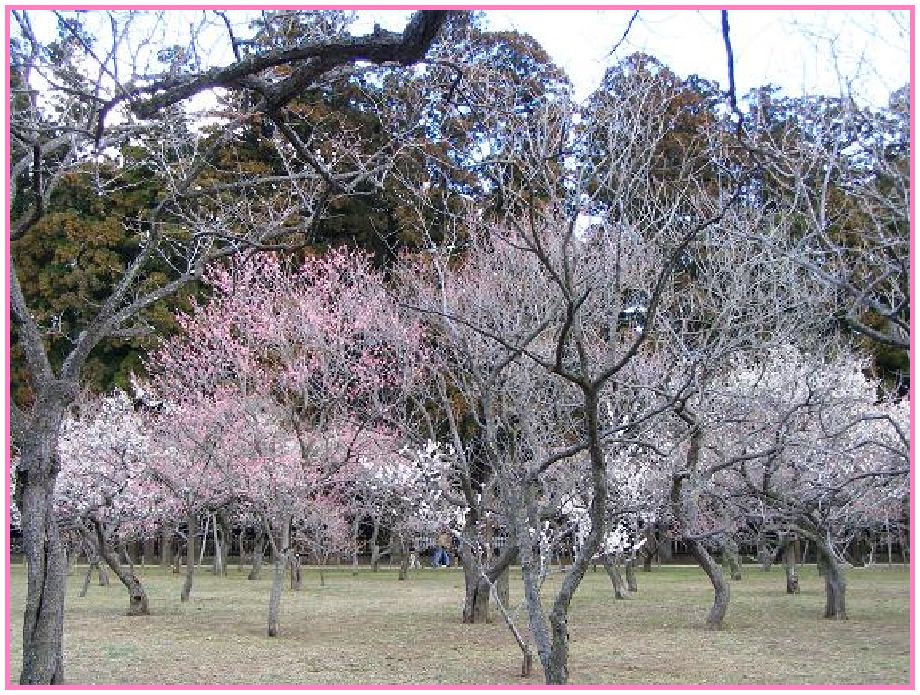 水戸観梅・河津桜_f0074956_11543770.jpg