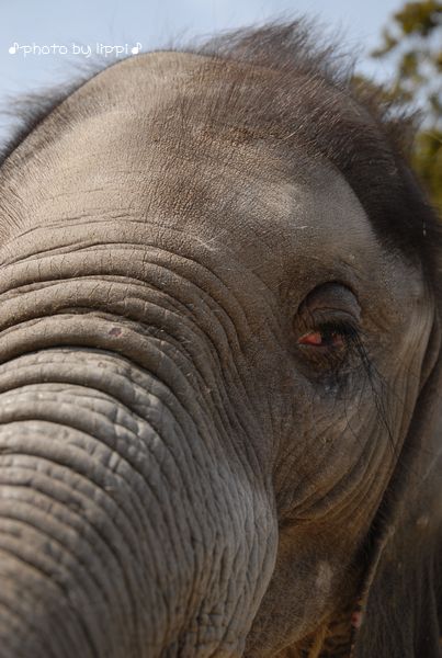 ぞうさんは 動物園でお散歩