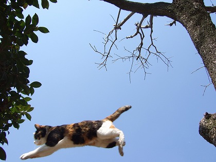 空飛ぶ猫を撮るp「○」_b0059860_1326848.jpg