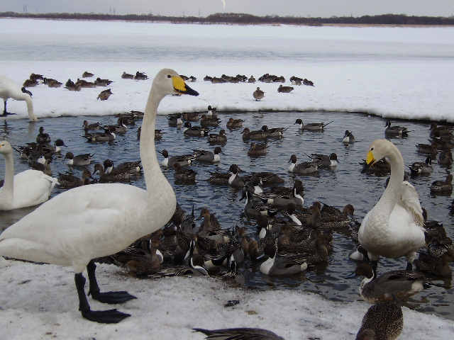 ウトナイ湖の白鳥_d0153062_1004541.jpg