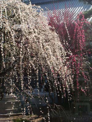 鎌倉の梅は真っ盛りでした。_b0112263_2016287.jpg