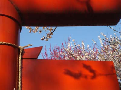 鎌倉の梅は真っ盛りでした。_b0112263_20181941.jpg